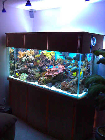 220g Reef